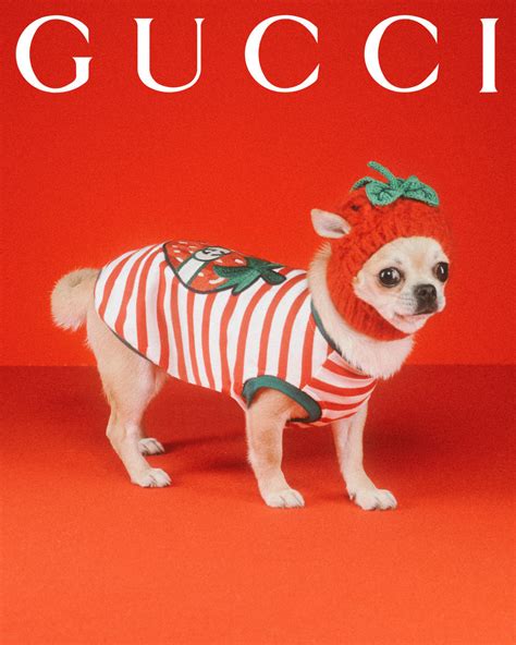 heren pet gucci|Gucci dog accessories.